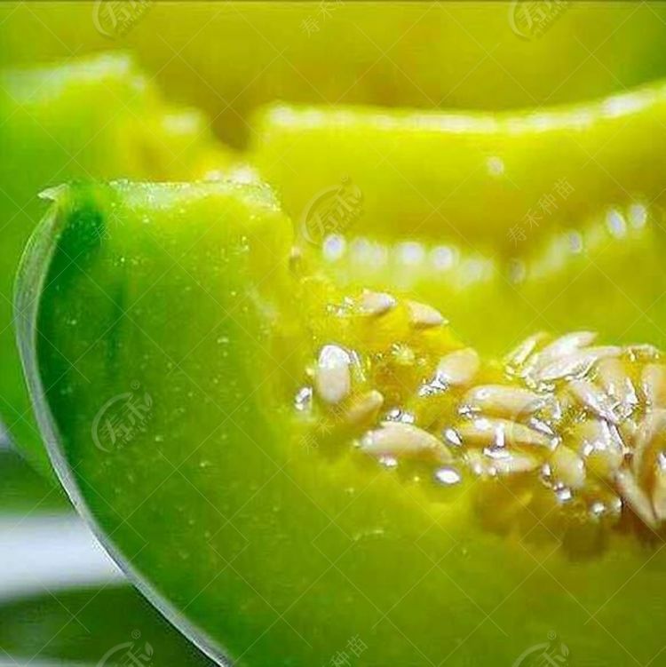  绿宝石甜瓜种子 薄皮超甜 香瓜种子春季四季脆瓜早熟高产羊角